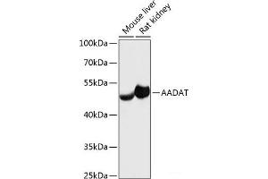 Western blot analysis of extracts of various cell lines using AADAT Polyclonal Antibody at dilution of 1:3000. (AADAT anticorps)