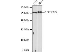 Western blot analysis of extracts of various cell lines, using CDK5R Rabbit pAb (ABIN7266236) at 1:1000 dilution. (CDK5RAP2 anticorps  (AA 1744-1893))