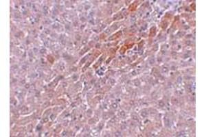 Immunohistochemical staining of rat liver tissue with 5 ug/mL TBKBP1 polyclonal antibody . (TBKBP1 anticorps  (C-Term))