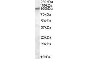 Western Blotting (WB) image for anti-Transient Receptor Potential Cation Channel, Subfamily V, Member 2 (TRPV2) (AA 743-756) antibody (ABIN490471) (TRPV2 anticorps  (AA 743-756))