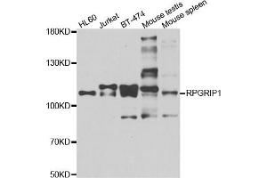 Western blot analysis of extracts of various cell lines, using RPGRIP1 antibody. (RPGRIP1 anticorps)