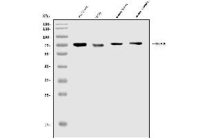 Western blot analysis of TRIM25/EFP using anti-TRIM25/EFP antibody (ABIN7599491).