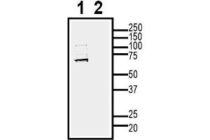 anti-Nicotinamide Nucleotide Adenylyltransferase 2 (NMNAT2) (AA 131-146), (Intracellular) antibody