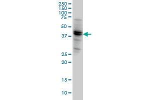 NODAL monoclonal antibody (M05), clone 5A3 Western Blot analysis of NODAL expression in HeLa . (Nodal anticorps  (AA 275-346))