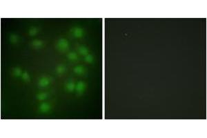Immunofluorescence (IF) image for anti-Pituitary Tumor-Transforming 1 (PTTG1) (AA 111-160) antibody (ABIN2889371) (PTTG1 anticorps  (AA 111-160))