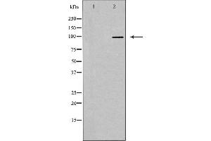 Western blot analysis of extracts from HepG2 cells, using MASTL antibody. (MASTL anticorps  (C-Term))