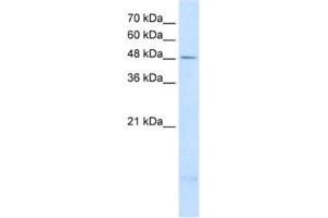Western Blotting (WB) image for anti-Pleckstrin and Sec7 Domain Containing 3 (PSD3) antibody (ABIN2462580) (PSD3 anticorps)