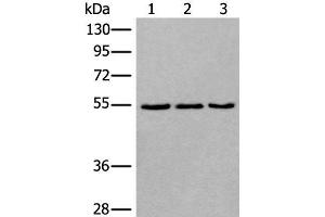 Western blot analysis of 293T NIH/3T3 and K562 cell lysates using WDSUB1 Polyclonal Antibody at dilution of 1:500