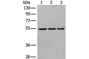 Western blot analysis of 293T NIH/3T3 and K562 cell lysates using WDSUB1 Polyclonal Antibody at dilution of 1:500 (WDSUB1 anticorps)