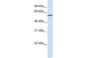 Western Blotting (WB) image for anti-Karyopherin (Importin) alpha 4 (KPNA4) antibody (ABIN2459795) (KPNA4 anticorps)