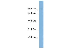 WB Suggested Anti-SEC63 Antibody Titration:  0. (SEC63 anticorps  (N-Term))