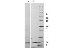 SDS-PAGE of Mouse Interleukin IL-31 Recombinant Protein SDS-PAGE of Mouse Interleukin-31 Recombinant Protein. (IL-31 Protéine)