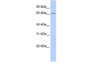 Human 721_B; WB Suggested Anti-IKZF4 Antibody Titration: 0. (IKZF4 anticorps  (N-Term))