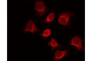 ABIN6275793 staining 293 by IF/ICC. (Zygote Arrest 1 anticorps  (Internal Region))