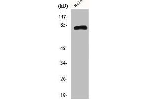 Western Blot analysis of Hela cells using Eps8L2 Polyclonal Antibody