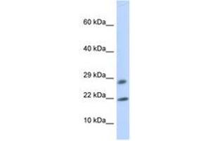 Image no. 1 for anti-OCIA Domain Containing 2 (OCIAD2) (AA 72-121) antibody (ABIN6741201)