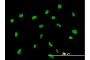 Immunofluorescence of purified MaxPab antibody to ZNF563 on HeLa cell. (ZNF563 anticorps  (AA 1-476))