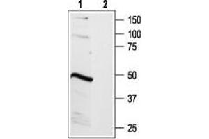 Western blot analysis of rat brain lysate: - 1. (BDKRB2 anticorps  (C-Term, Intracellular))
