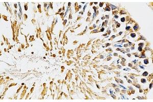 Immunohistochemistry of paraffin-embedded Rat testis using CYP1A1 Polyclonal Antibody at dilution of 1:200 (40x lens).