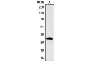 Western blot analysis of Hydrophobestin expression in HL60 (A) whole cell lysates. (CGREF1 anticorps  (N-Term))