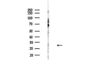 Western blot analysis of lysates from 293 cells(starvation,24h treatment), using ELF5 Antibody at 1/1000 dilution.