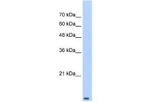 WB Suggested Anti-TCEB2 Antibody Titration: 0. (TCEB2 anticorps  (Middle Region))