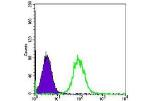 Flow cytometric analysis of Hela cells using HSP90AB1 mouse mAb (green) and negative control (purple).