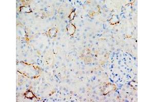 Immunohistochemical analysis of paraffin embedded rat kidney sections, staining MIF in cytoplasm, DAB chromogenic reaction (MIF anticorps  (C-Term))