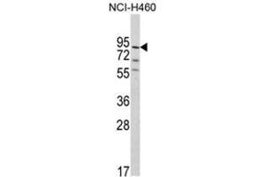 Western blot analysis of MyoGEF Antibody (N-term) in NCI-H460 cell line lysates (35ug/lane). (PLEKHG6 anticorps  (N-Term))