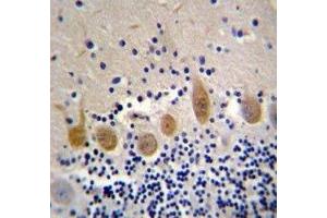 MST1 antibody immunohistochemistry analysis in formalin fixed and paraffin embedded human cerebellum tissue.