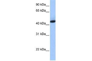 KHDRBS1 antibody used at 1 ug/ml to detect target protein. (KHDRBS1 anticorps  (N-Term))