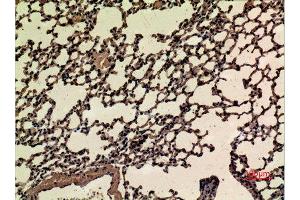 Immunohistochemistry (IHC) analysis of paraffin-embedded Mouse Lung, antibody was diluted at 1:100.