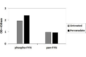 293 cells were treated or untreated with Pervanadate. (FYN Kit ELISA)