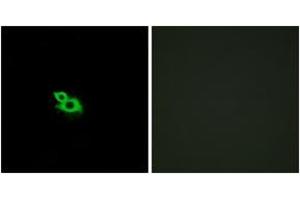 Immunofluorescence (IF) image for anti-Olfactory Receptor, Family 2, Subfamily A, Member 1 (OR2A1) (AA 241-290) antibody (ABIN2890923) (OR2A1 anticorps  (AA 241-290))
