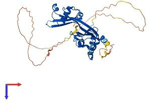 AlphaFold protein structure predicition of Human Recombinant AMMECR1 Protein, UniprotID Q9Y4X0