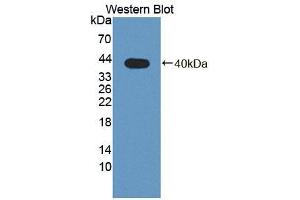 PLSCR4 抗体  (AA 1-299)