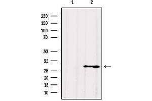 Western blot analysis of extracts from 3t3, using VDAC3 Antibody. (VDAC3 anticorps  (N-Term))