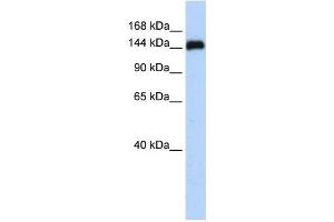 KIAA0182 antibody used at 1 ug/ml to detect target protein. (GSE1/KIAA0182 anticorps  (N-Term))