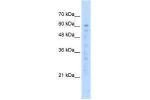 WB Suggested Anti-KIAA0494 Antibody Titration:  5. (KIAA0494 anticorps  (N-Term))