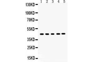Anti- SIRT7 Picoband antibody, Western blottingAll lanes: Anti SIRT7  at 0.