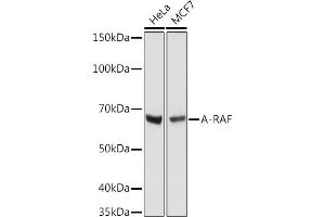 Western blot analysis of extracts of various cell lines, using A-RAF antibody (ABIN7271263) at 1:1000 dilution. (ARAF anticorps)