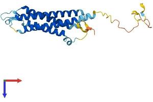 AlphaFold protein structure predicition of Human Recombinant SYNGR2 Protein, UniprotID O43760