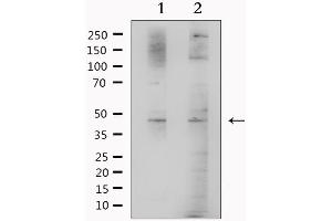 Western blot analysis of extracts from various samples, using BHMT Antibody. (BHMT anticorps  (C-Term))