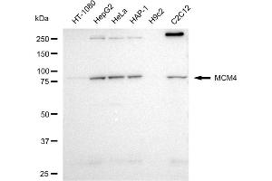 anti-Minichromosome Maintenance Deficient 4 (MCM4) antibody