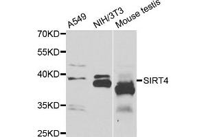 Western blot analysis of extracts of various cell lines, using SIRT4 antibody. (SIRT4 anticorps)