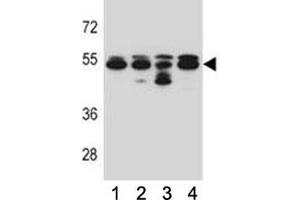 TUBB8 antibody western blot analysis in 293, A549, HepG2, K562 lysate.