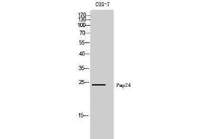 Western Blotting (WB) image for anti-Peroxisomal Membrane Protein 4 (PXMP4) (N-Term) antibody (ABIN3186511) (PXMP4 anticorps  (N-Term))