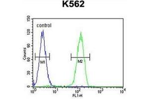 Flow cytometric analysis of K562 cells using LARS2 Antibody (Center) Cat.