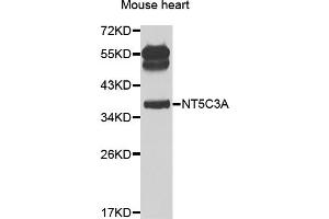 Western blot analysis of extracts of mouse heart, using NT5C3A antibody (ABIN2564236) at 1:1000 dilution. (NT5C3 anticorps)