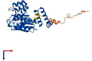 AlphaFold protein structure predicition of Mouse Recombinant Echdc1 Protein, UniprotID Q9D9V3